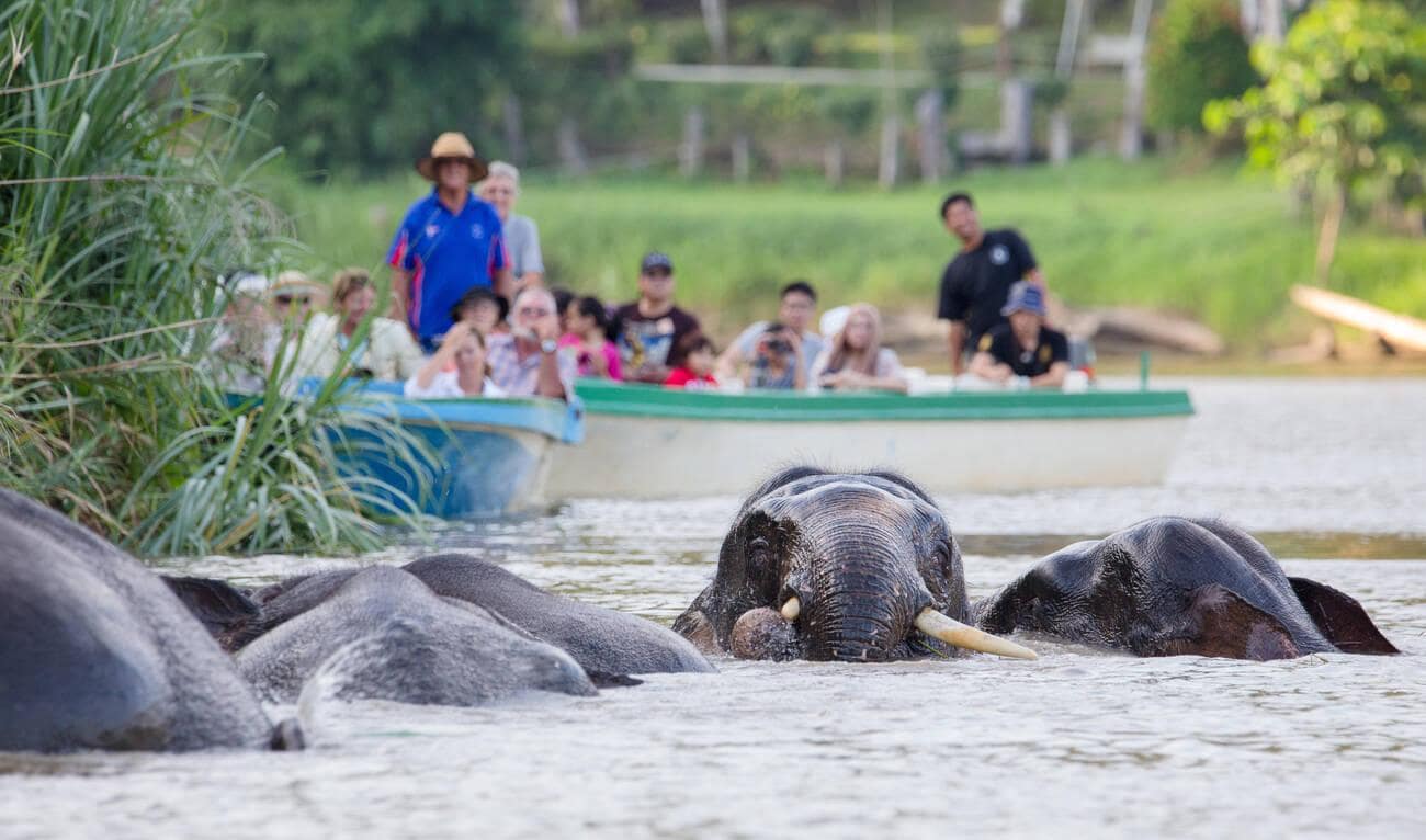Kinabatangan River Tour