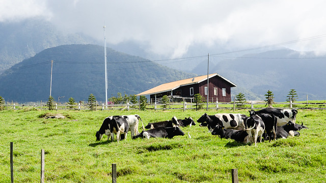 Desa Cattle Dairy Farm