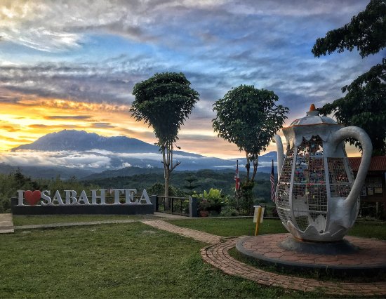 Sabah Tea Garden