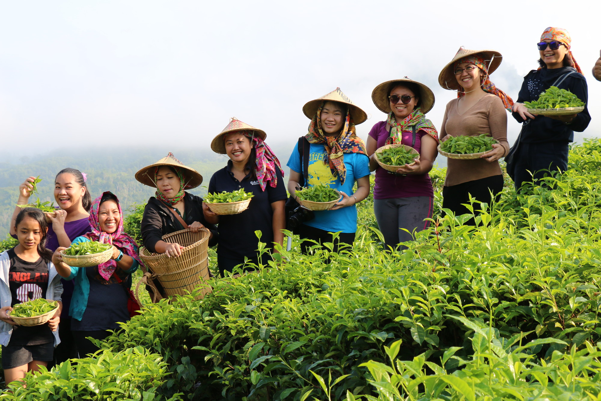 Tea Plantation