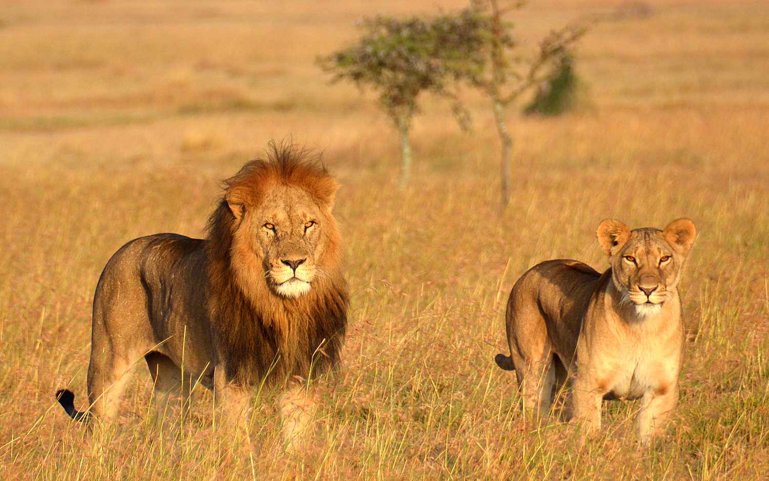 Lion on Safari
