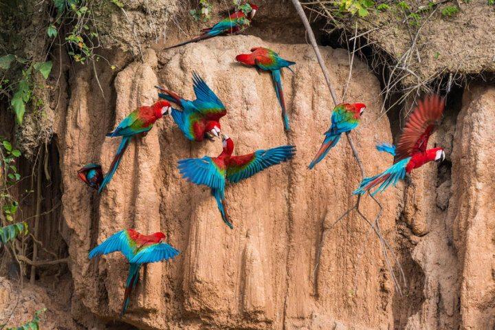 Macaw in Amazon