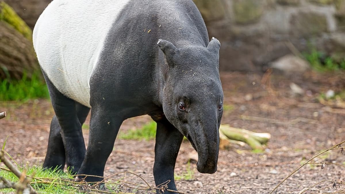 Malayan Tapir