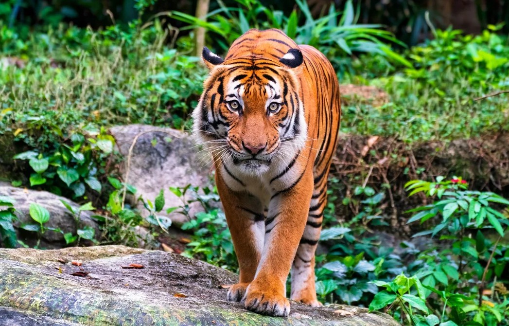 Malayan Tiger