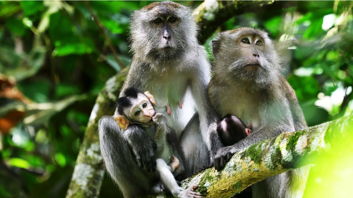 Long-tailed Macaque