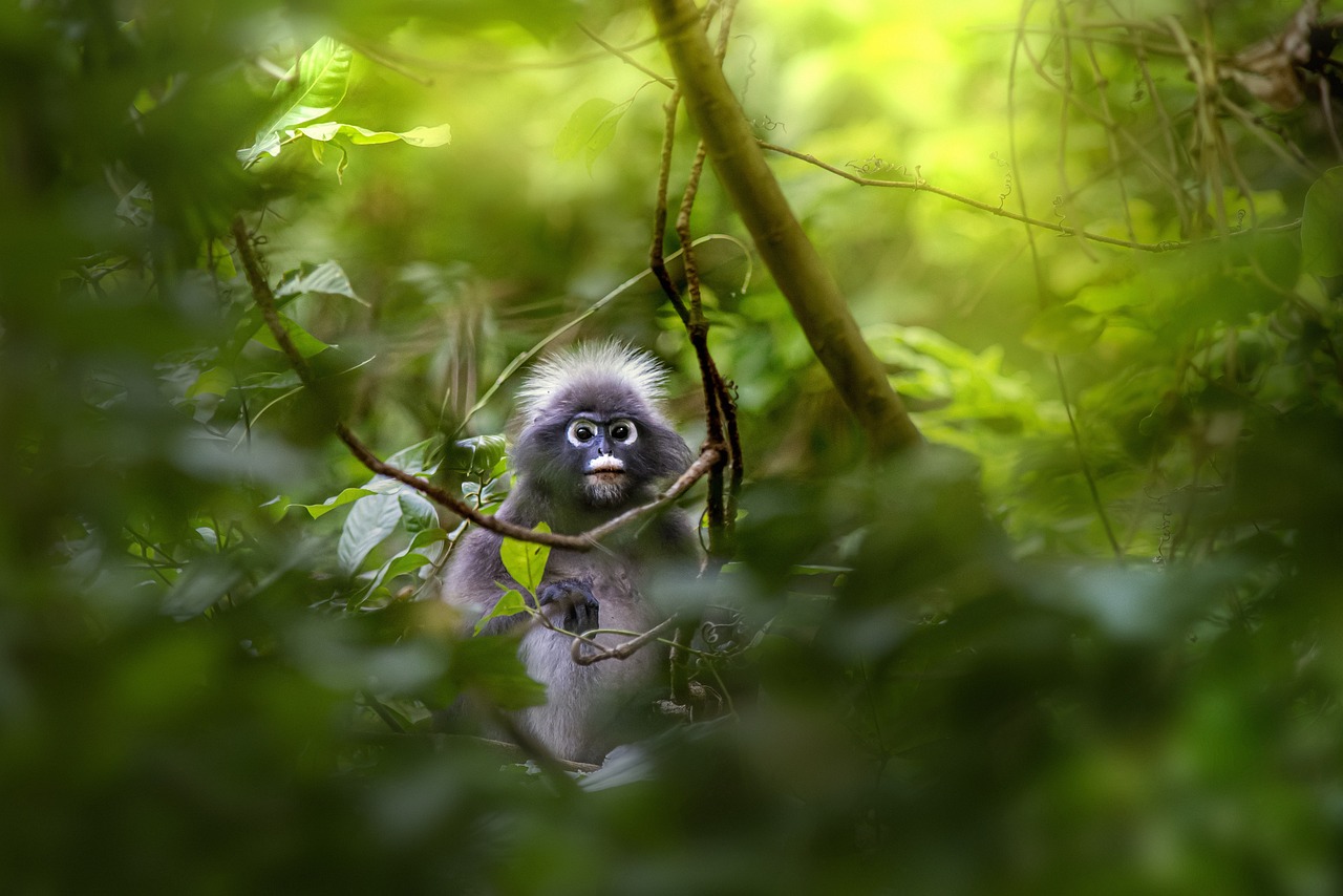 Dusky Leaf Monkey