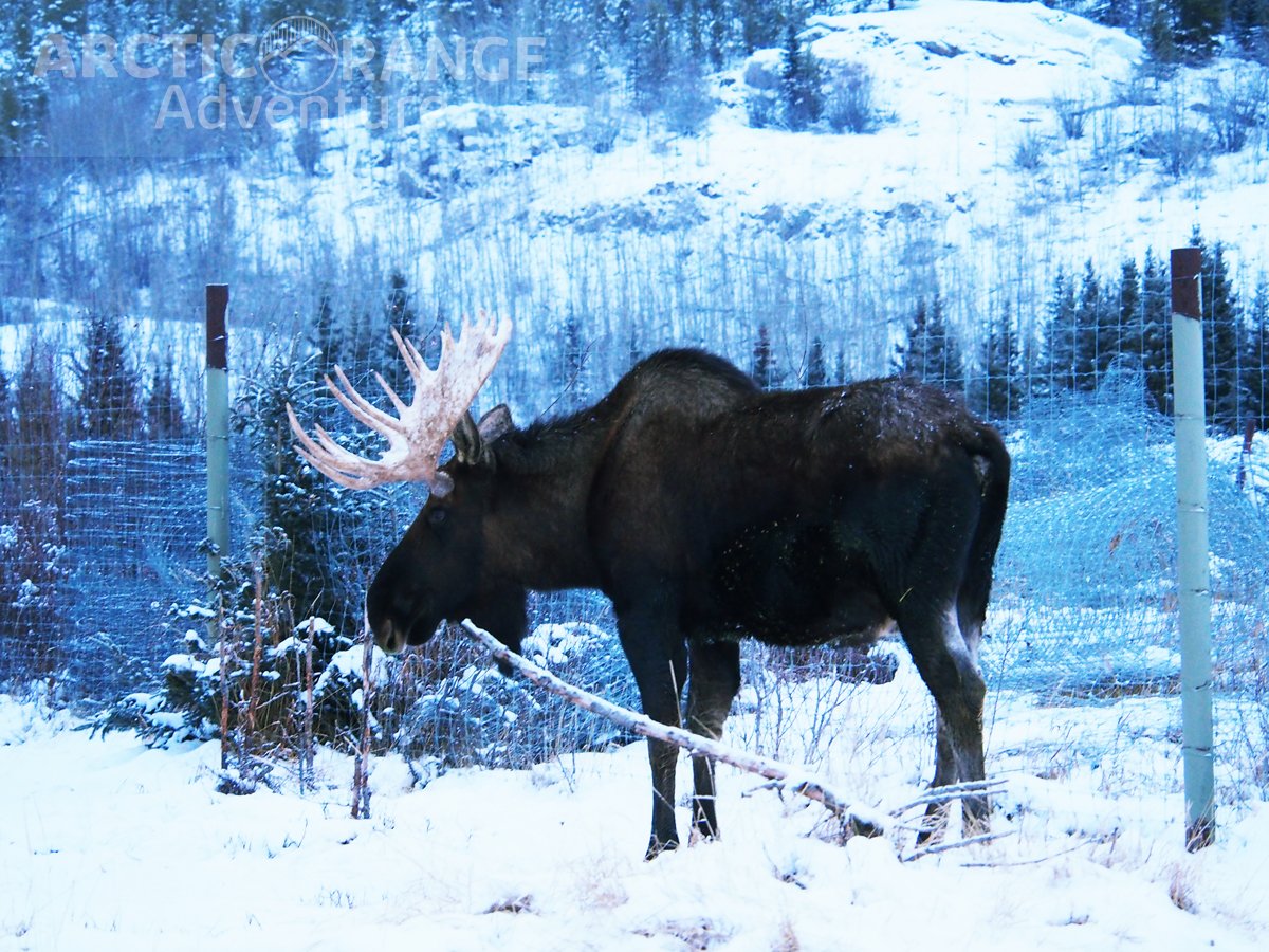 Moose