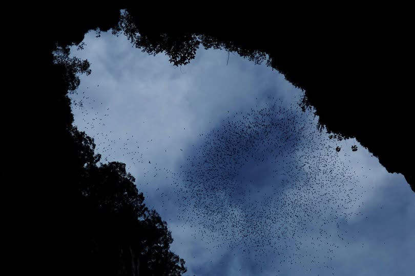 Bat exodus