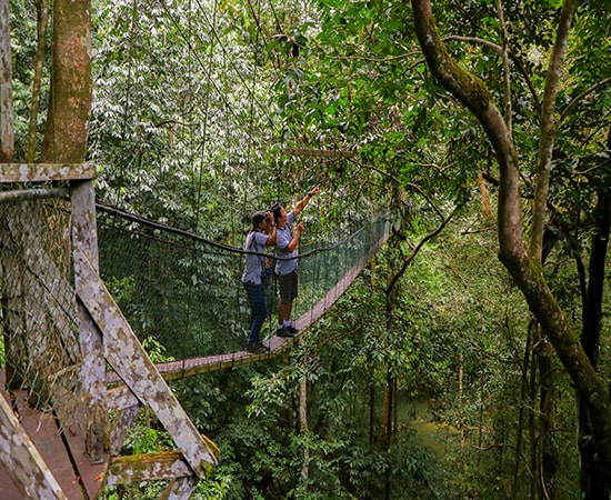 Canopy walk