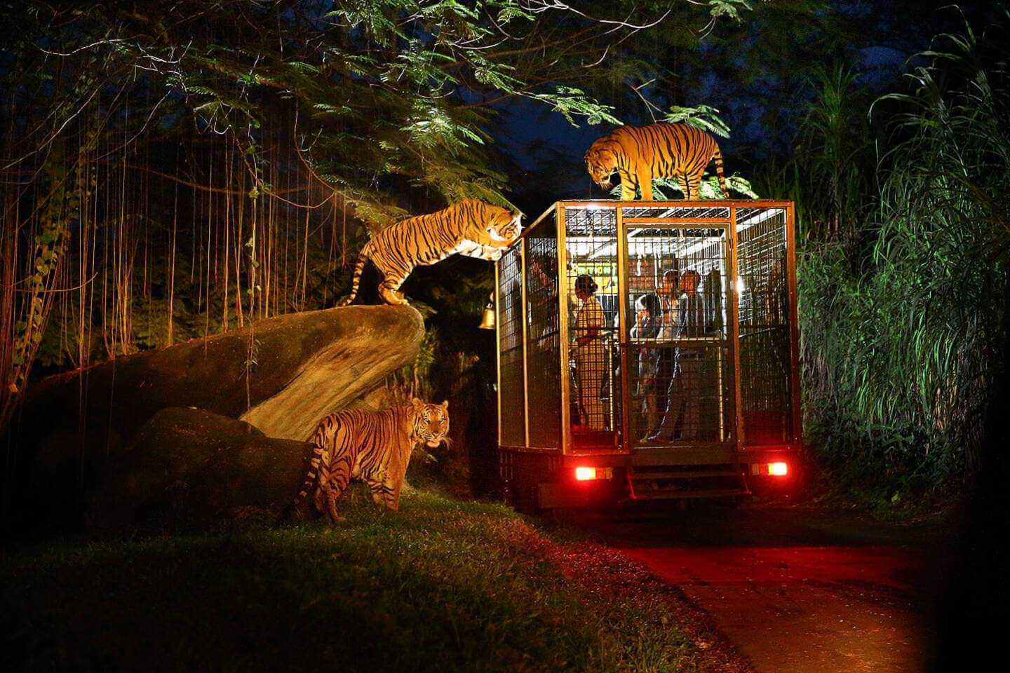 Night Safari Tour