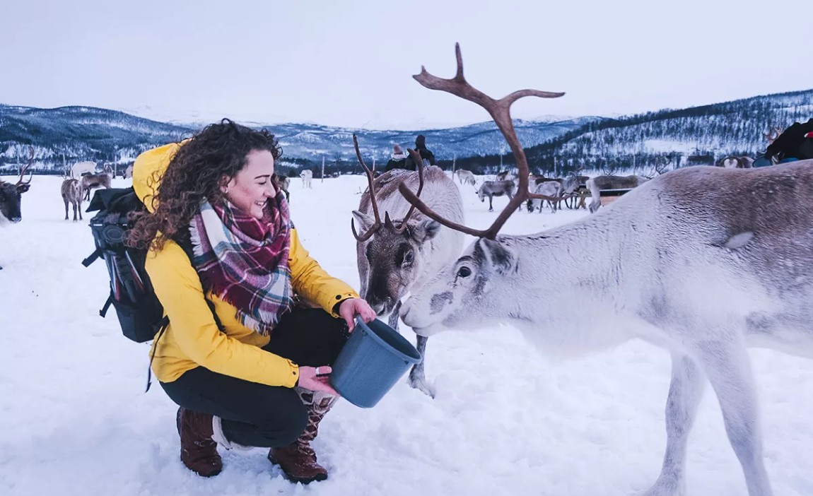 Reindeer