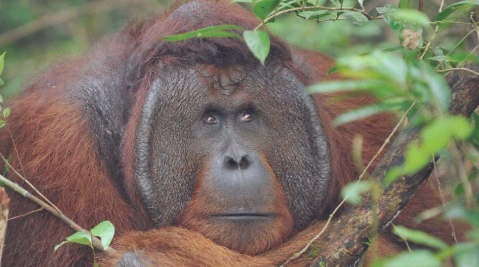 Orangutan in Borneo