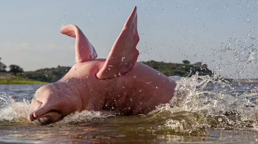 Pink River Dolphin