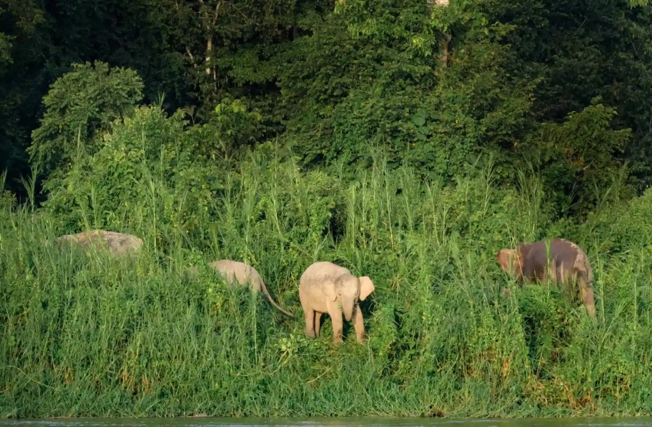 Borneo Pygmy Elephant