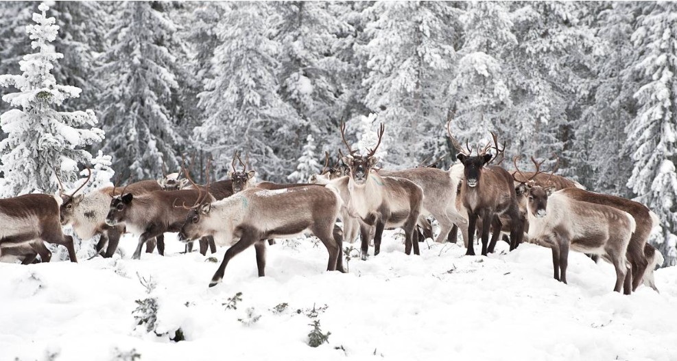 Reindeer