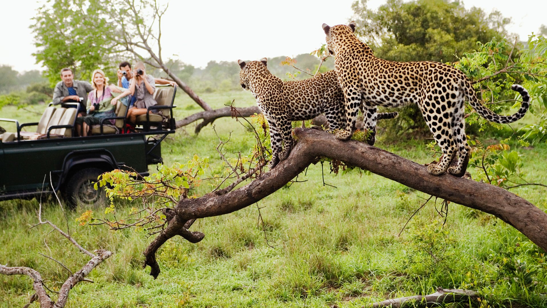 Game Drive