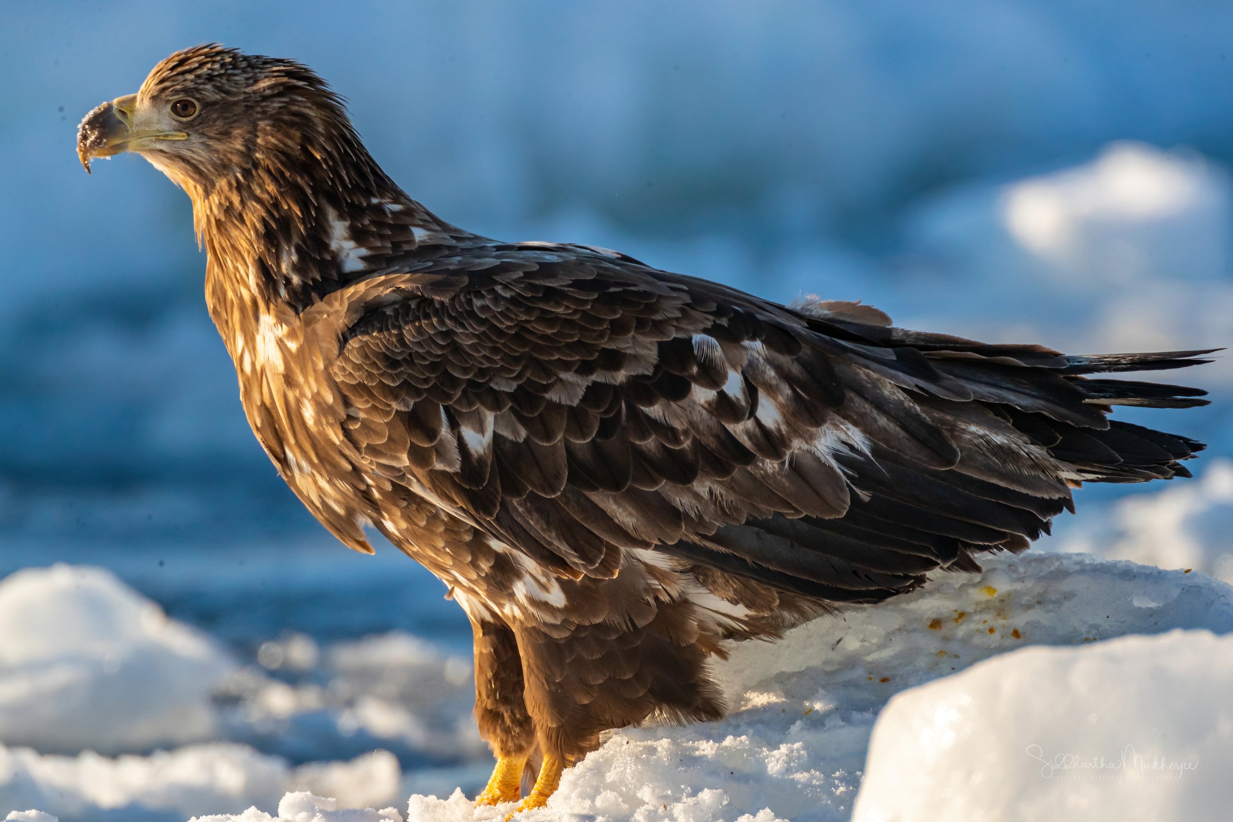 White-tailed Eagle
