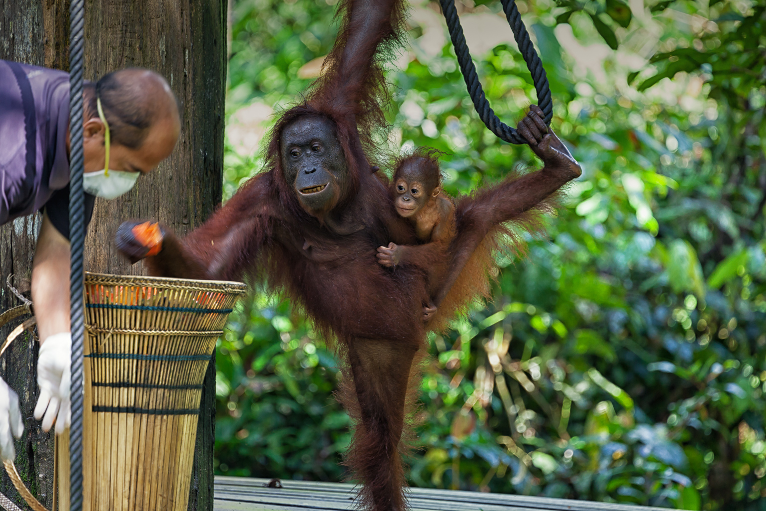 Orangutan at Sepilok