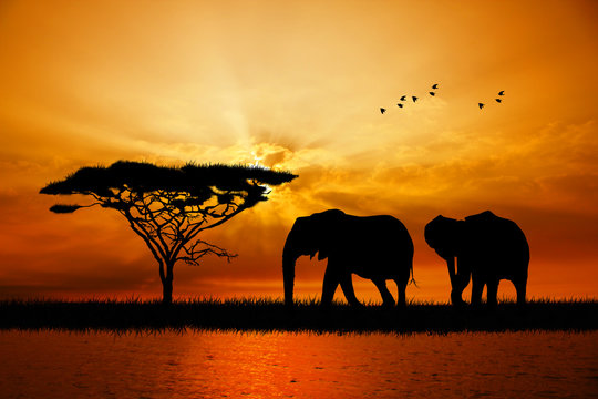 Serengeti Sunset