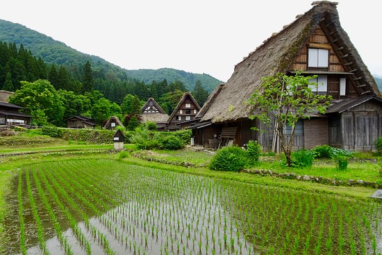 Rice fields