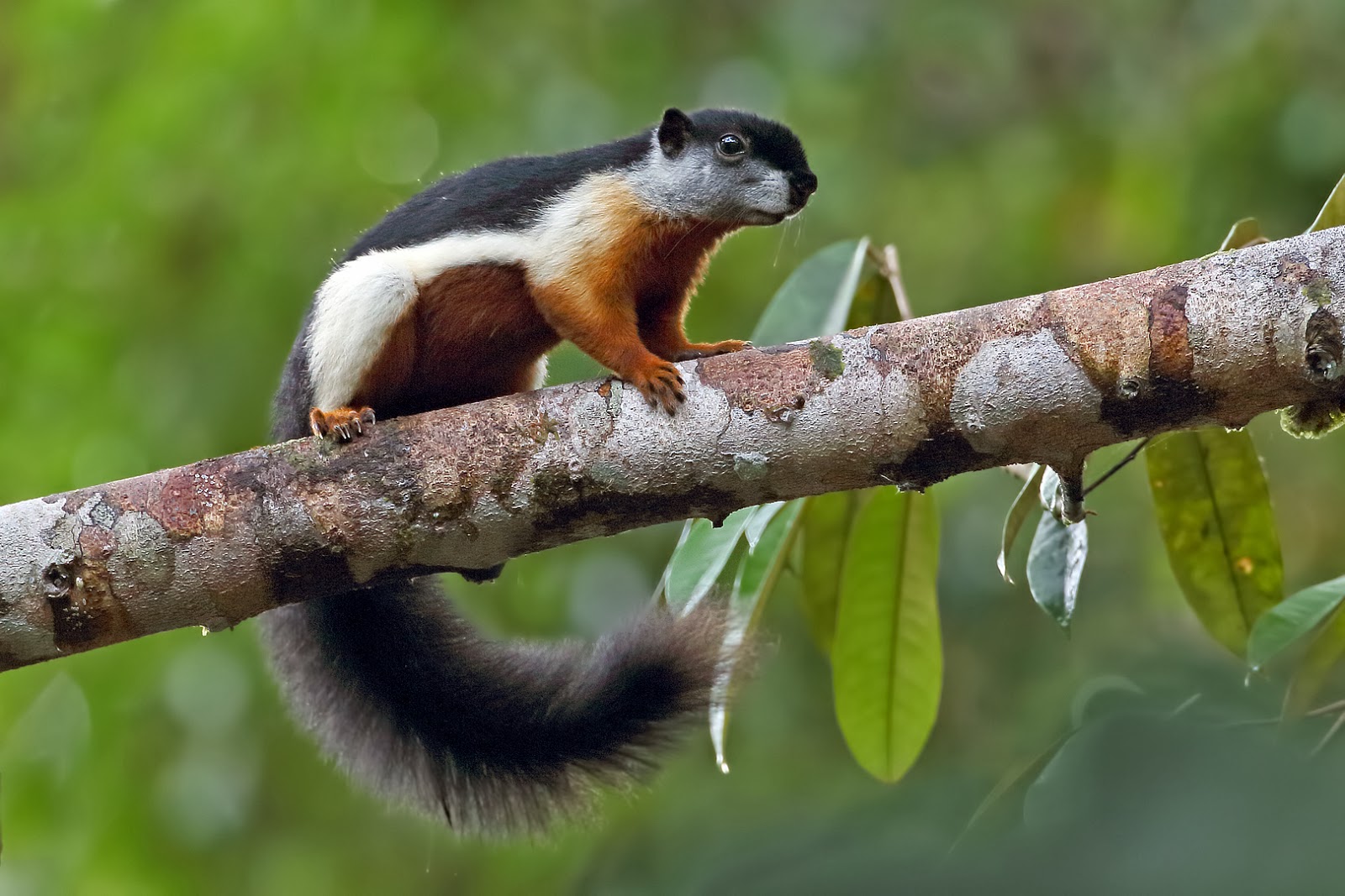 Black Giant Squirrel
