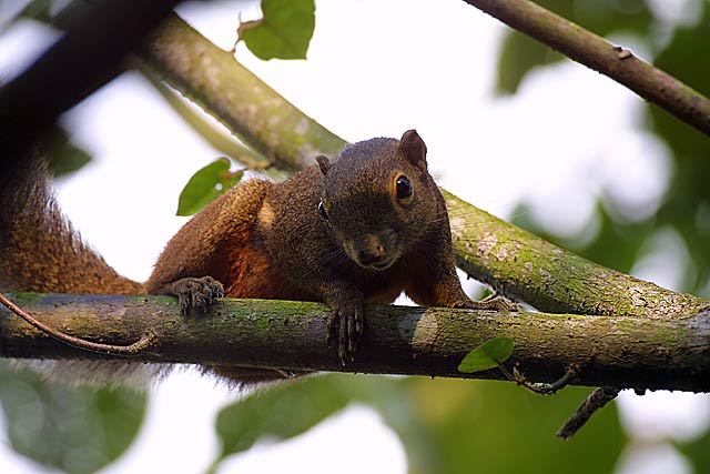 Plantain Squirrel
