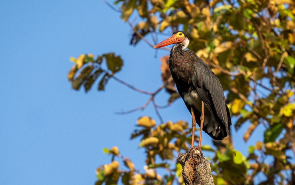 Storm's Stork