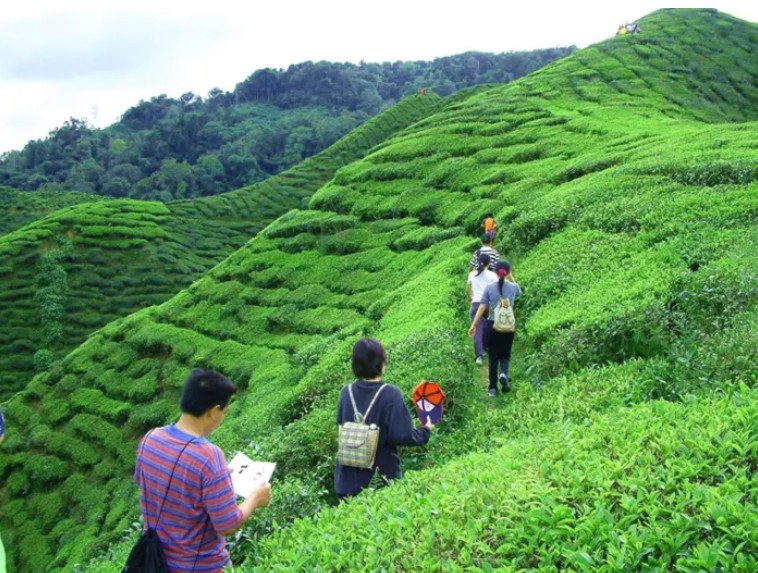 Malaysian Tea Plantation
