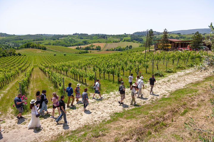 Private Vineyard Tour