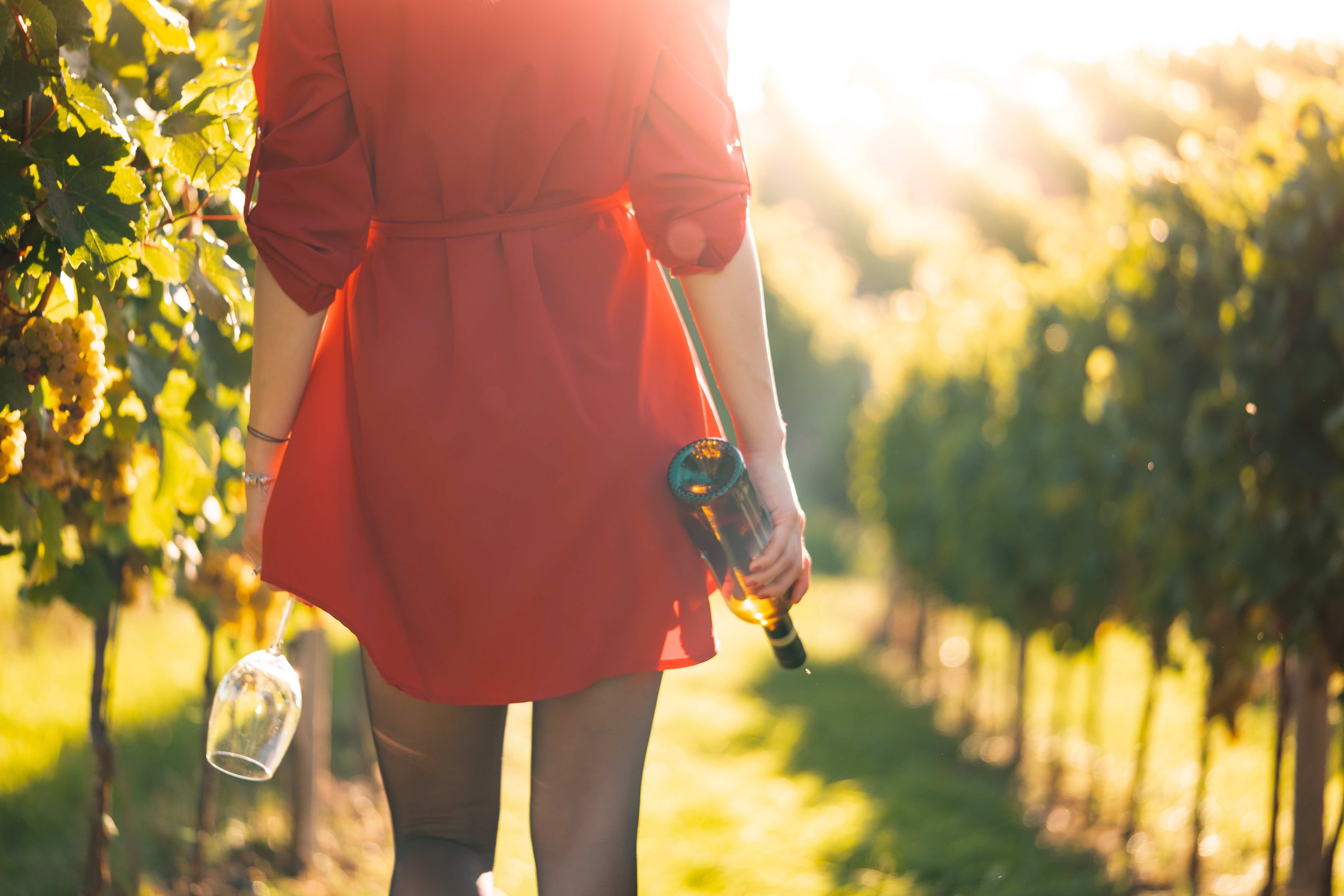 Tuscan Vineyard