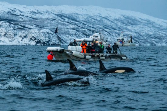 Whale Watching